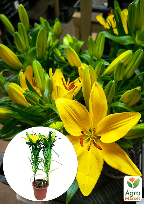 Лилия комнатная цветущая "Tiny Ranger" высота 40-45см