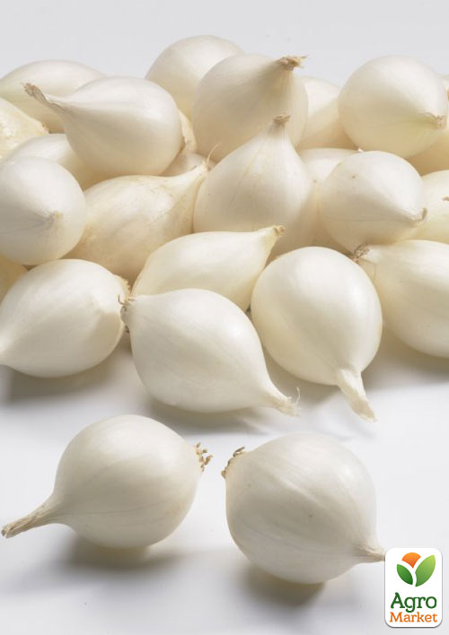 Голландский лук-севок 0.5кг (арбажейка) средне-ранний, белый "White Globe"