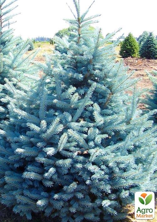 Ялина блакитна "Majestic Blue" (горщик P9) - фото 5