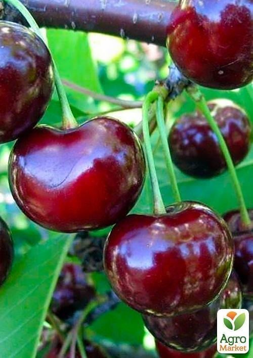 Ексклюзив! Вишня темно-червона "Полум'я любові" (Love flame) (преміальний високоврожайний сорт)