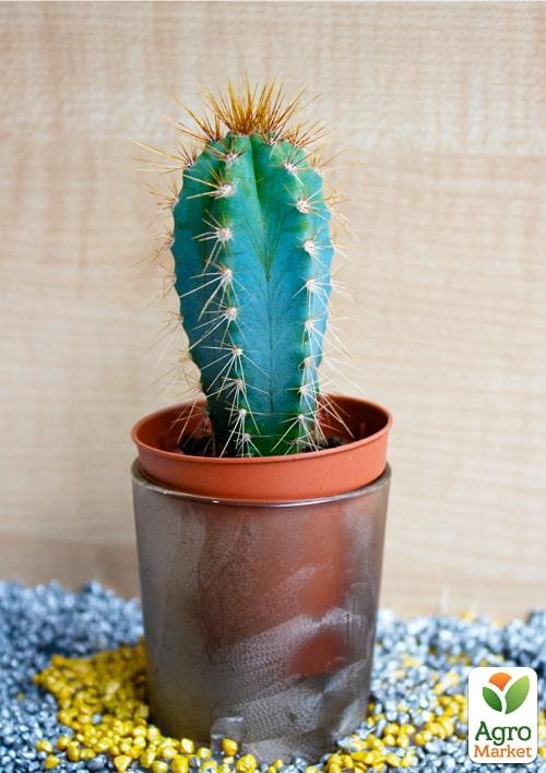 Кактус "Пилозоцереус" (Pilosocereus azureus) (Нидерланды)