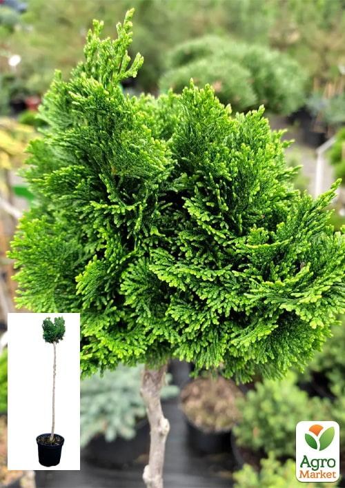 Кіпарисовик на штамбі "Nana Gracilis" С5, висота 70-80см