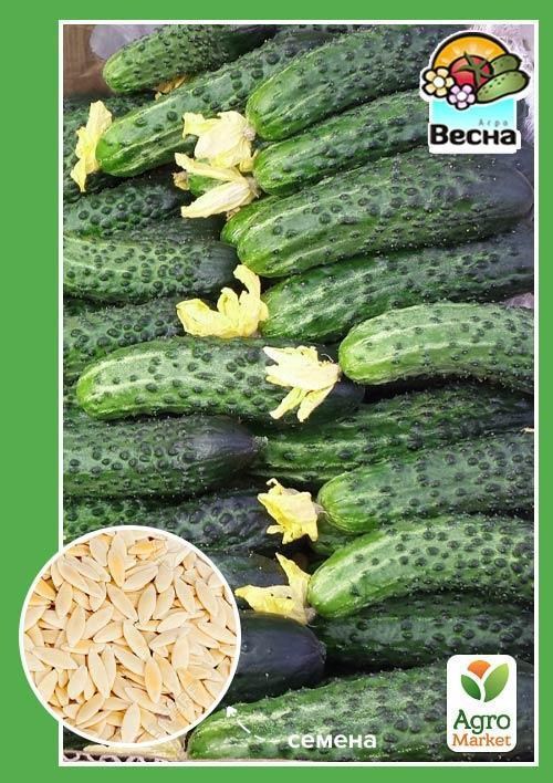 Огірок "Пивниця F1" ТМ "Весна" 0.5г