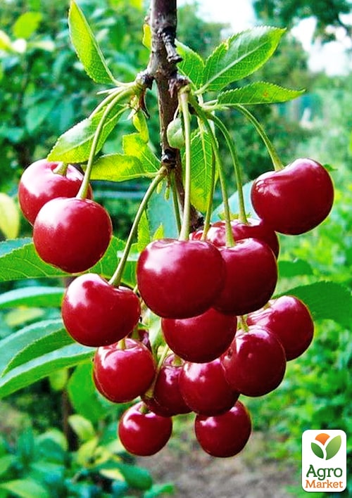 Вишня "Оптимистка" (летний сорт, средний срок созревания)