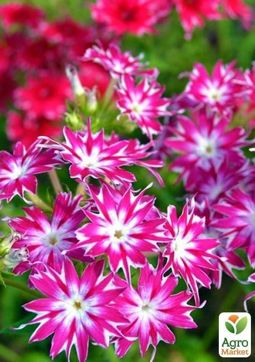 Флокс Друммонда(Зипер) ТМ "Весна" 0.5г - фото 3