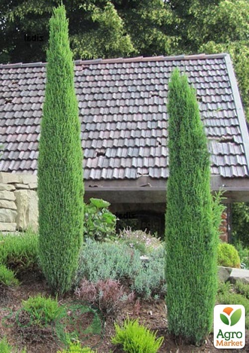 Можжевельник 3-х летний "Sentinel" С3, высота 40-50см - фото 5