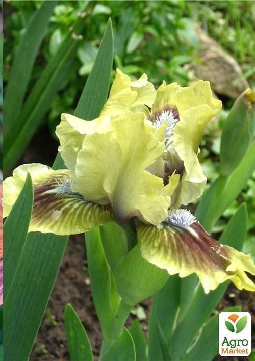 Ирис карликовый "Kiwi Slices" 1шт в упаковке