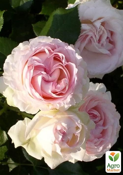 Роза английская "Эдем" (саженец класса АА+) высший сорт