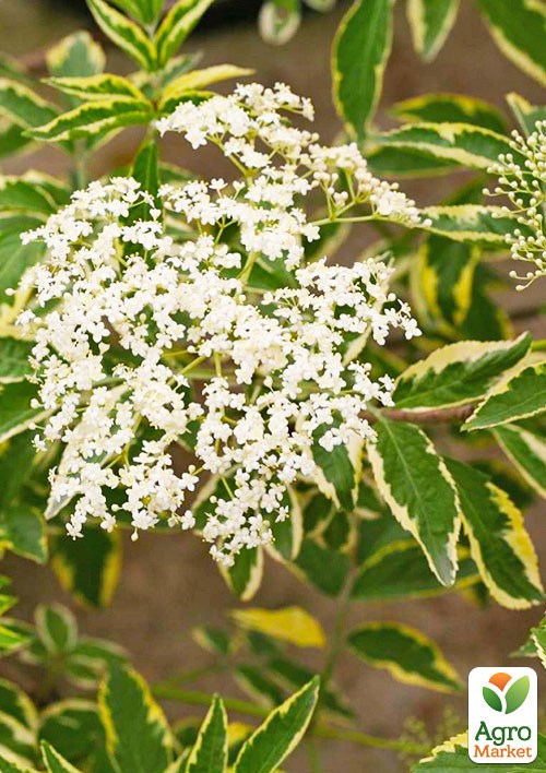 Бузина чорна "Variegata" контейнер Р9 