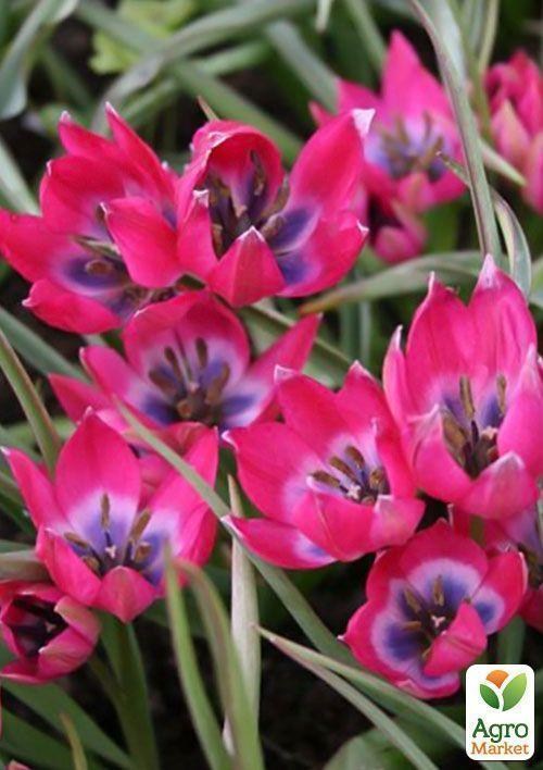 Тюльпан "Little Beauty" (розмір 6/+) 3шт в упаковці