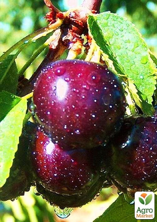 Вишня "Лутовка"