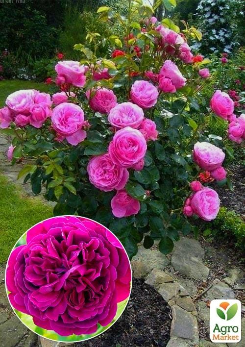 Окулянты Розы на штамбе «William Shakespeare»