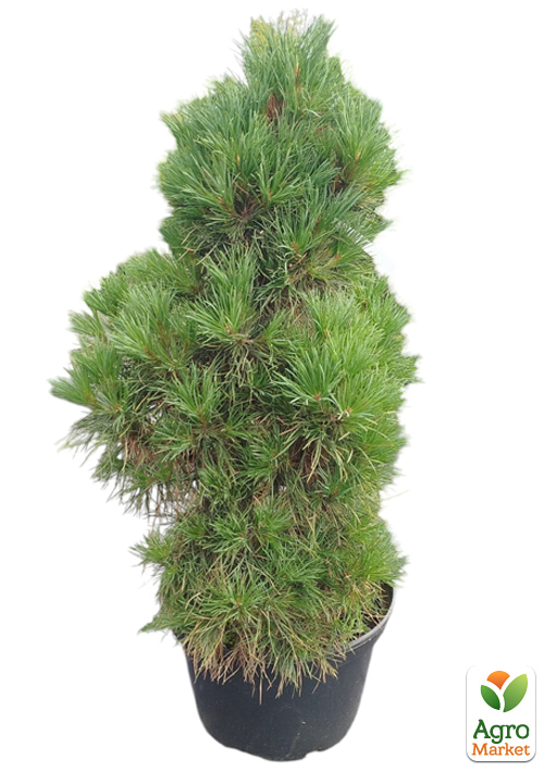 Сосна обычная "Globosa Viridis" (ком/сетка), диаметр 70-90см