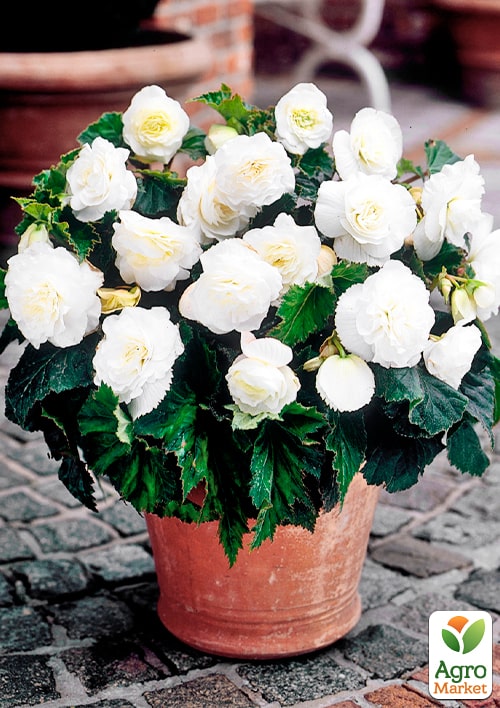 Бегония цветущая "White" - фото 6