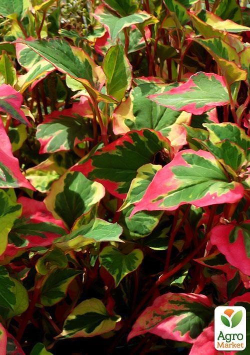 Хоуттюйния сердцевидная Хамелеон