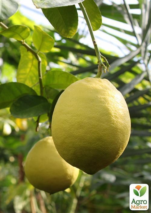 Ексклюзив! Лимон жовтий "Містер Стюарт" (Mr. Stuart) (преміальний великоплідний сорт) - фото 2