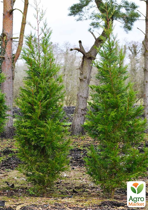 Купрессоципарис Лейланда «Green Rocket» (контейнер Р9) - фото 6