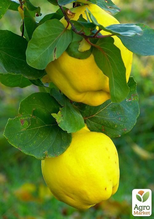 Айва японская "Хеномелес" контейнер 1л - фото 3