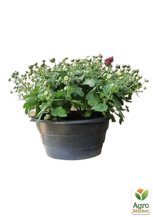 Хризантема Садова "Bransound Pink" (висота 30-50см) - фото 2