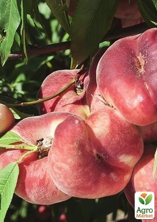 Инжирный персик "Никитский" (летний сорт, поздний срок созревания) - фото 5