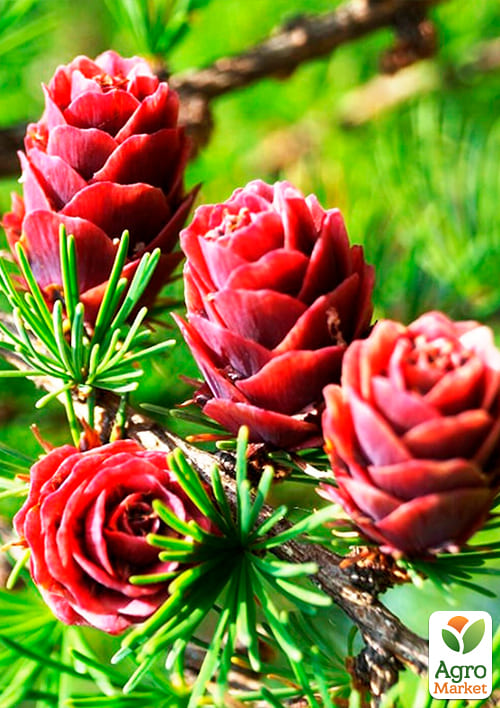 Модрина Даурська (Larix Gmelinii) горщик P9 - фото 2