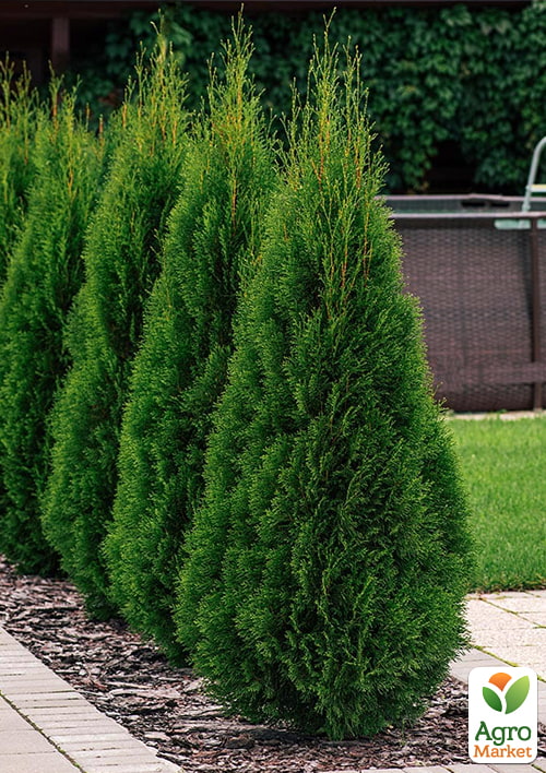 Туя західна "Smaragd Light" вазон C3 висота 25-30см