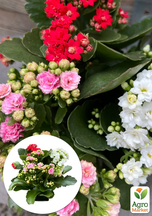 Каланхоэ Блоссфельда "Carnaval" 