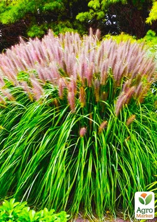 Пеннисетум лисохвостый "Red Head" (Pennisetum alopecuroides Red Head) P9