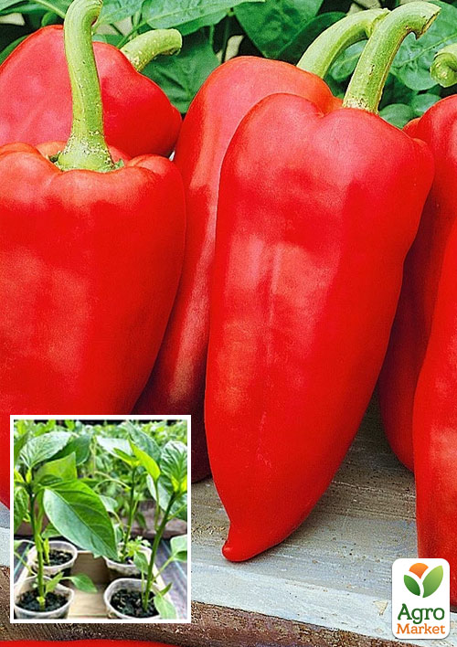Розсада Перець солодкий «Ластівка» (фермерське вирощування), 1шт в упаковці