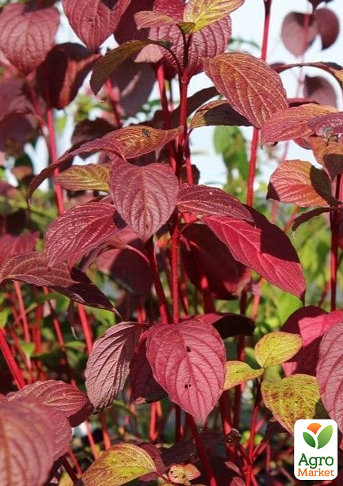 Дерен белый "Kesselringii" (высота саженца 20-30см) - фото 3