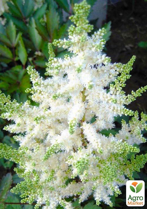 Астильба "Brautschleier" 1шт