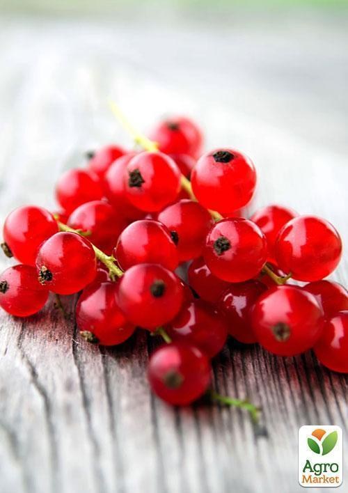 Эксклюзив! Смородина ярко-красная "Любовь" (Love) (премиальный ремонтантный сорт)