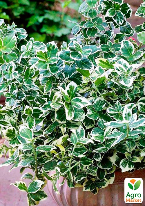 Бересклет Форчун "Emeral Gaiety"