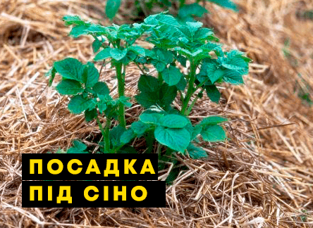 Природное земледелие: картофель под сеном