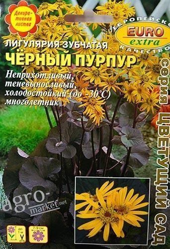 Лігулярія зубчаста "Чорний пурпур" ТМ "Аеліта" 4шт