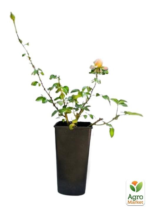 Роза в контейнере английская "Graham Thomas" (саженец класса АА+) - фото 2