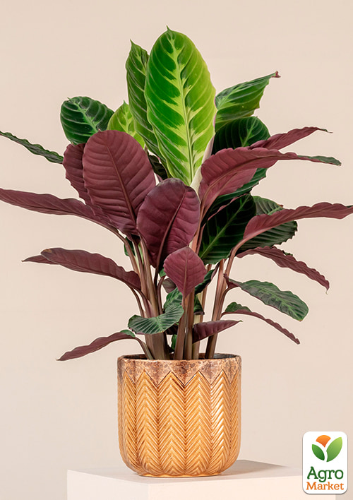 Калатея "Warszewiczii" висота 35-45см