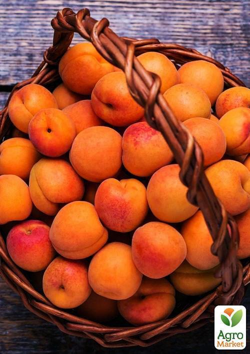 Эксклюзив! Абрикос темно-oрaнжeвый "Мечта"(Dream) (канадская селекция, премиальный средне-ранний сорт) - фото 5