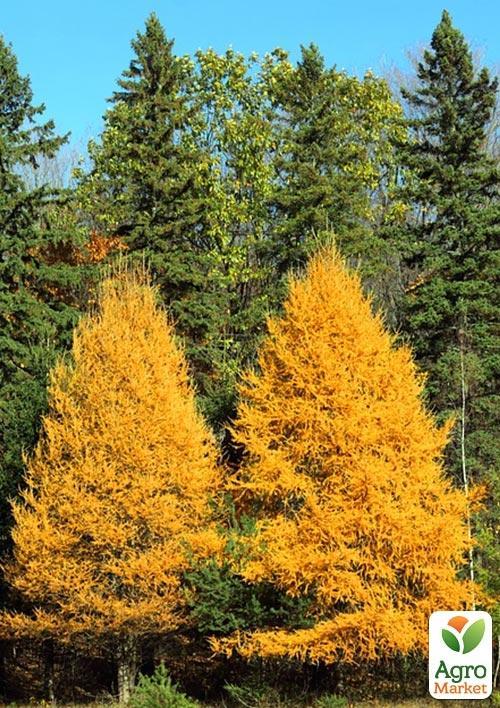 Модрина Даурська (Larix Gmelinii) горщик P9 - фото 3