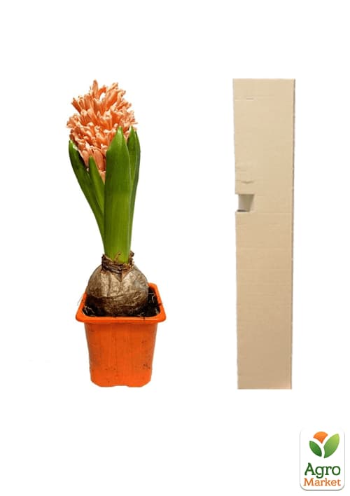 Гіацинт "Apricot Passion" (Нідерланди) - фото 4