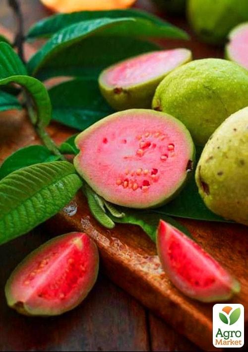Гуава земляничная (15-30 см) 