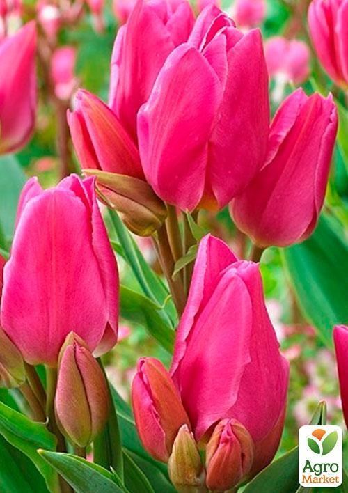 Тюльпан "Happy Family" 3шт в упаковке