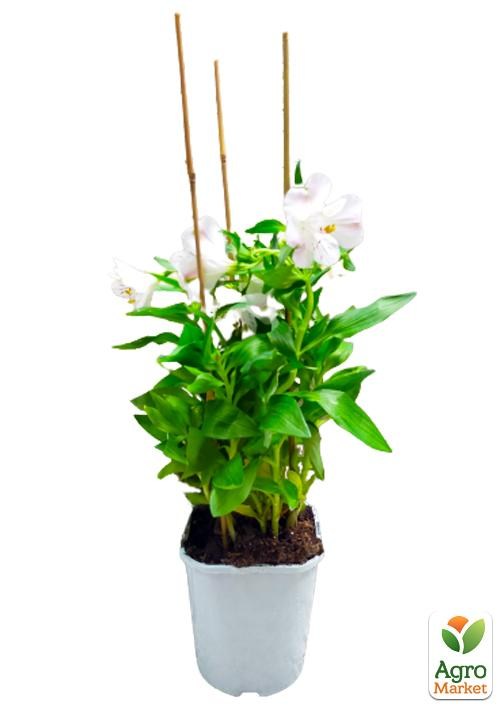 Альстромерия (перуанская лилия) "Times Valley" С2 высота 30-60см - фото 3