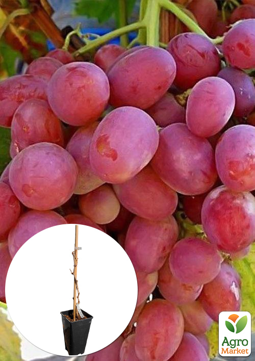 Виноград столовый "Анюта" (укорененный саженец в контейнере)