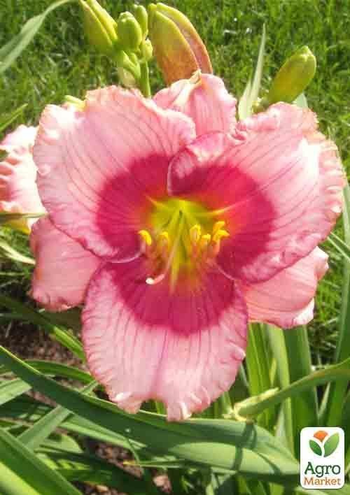 Лилейник "Dragons Eye" 1шт в упаковке