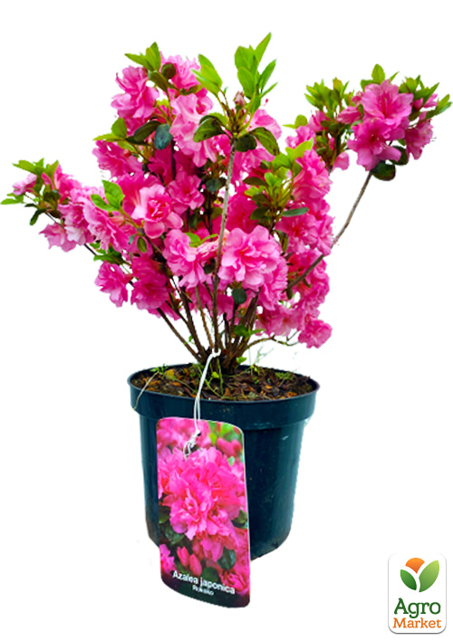 Рододендрон азалиевидный (Azalea  japonica) "Rokoko" C1, высота 30-50см