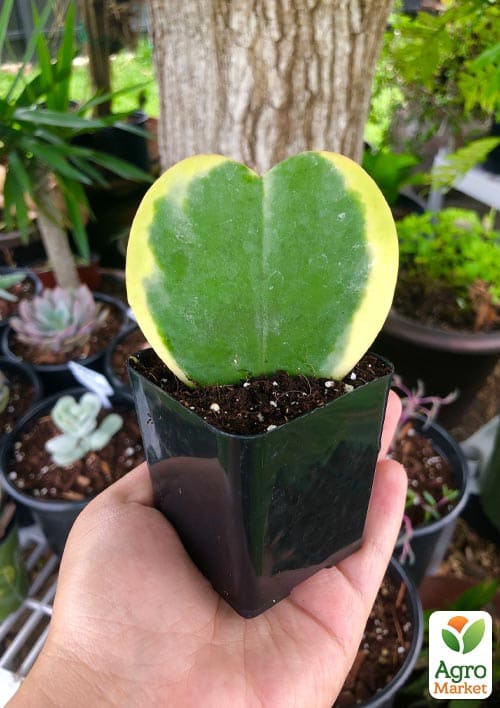 Хойя Керри "Striped Heart" - фото 5