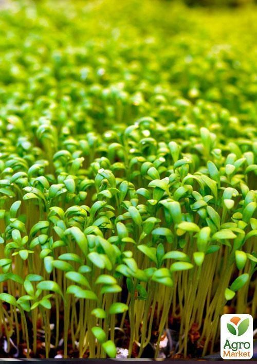 Проращиватель (спраутер) для семян и микрозелени  ТМ "ProVita" - фото 2