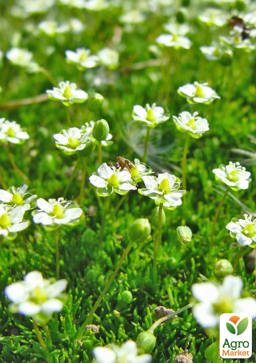Моховатка (мшанка, ірландський мох) "Green Moss"