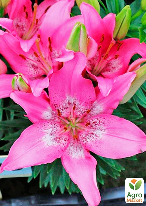 Лілія Горщикова "Trendy Nicosia" - фото 4